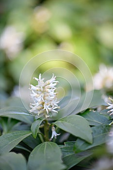 Japanese Pachysandra terminalis, white flowers photo